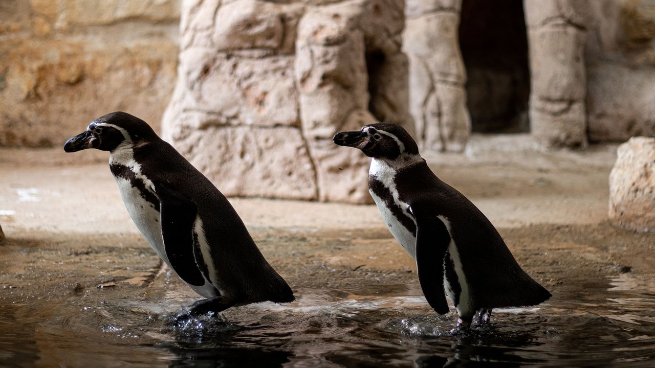 Stony Point African penguin colony Betty's Bay large flock on rocks